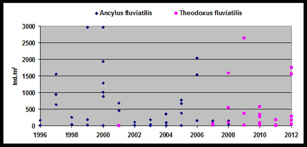 Figuur 9: Populatiedichtheid van de zoetwaterneriet Theodoxus fluviatilis (foto links) en de ronde beekmuts Ancylus fluviatilis (foto rechts) aan de monding van de Main in de Rijn, Rijnkm 492-496.