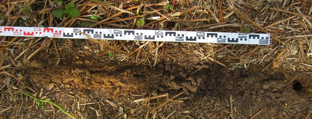 4.2 Bodem- en bewortelingsonderzoek In de groenstrook evenwijdig aan de watergang is een grondboring uitgevoerd om de kwaliteit en kwantiteit van de doorwortelbare bodem te beoordelen.