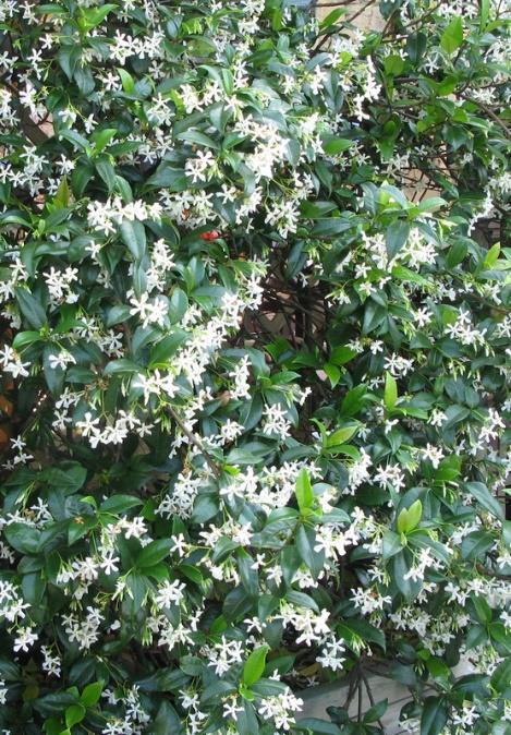 Er is gekozen voor een biodiverse beplanting, veel verschillende planten die meestal ook