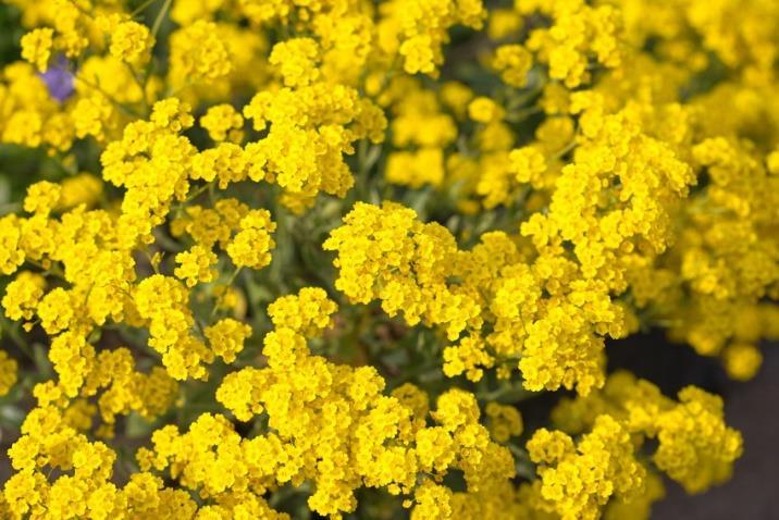 droge grond Alchemilla mollis Vrouwenmantel 40 5 6 7 8 groengeel na de bloei terugknippen om uitzaaien te voorkomen en voor herbloei Allium schoenoprasum 'Corsican White' Sierui 35 5 6 7 wit eetbaar