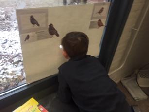 Nieuws van Het Facet Vogels kijken We hebben vogels gekeken achter een groot vel papier waar we kijkgaten in gemaakt hadden, zodat de vogels