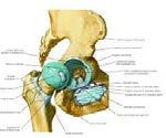 Chirurgische techniek: acetabulum