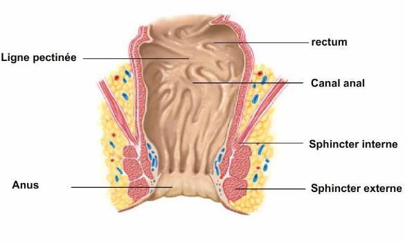 Anatomie