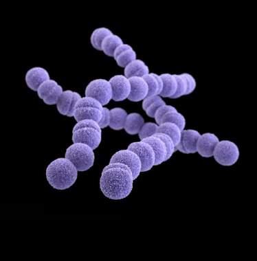 Onze vrienden Staphylococcus aureus