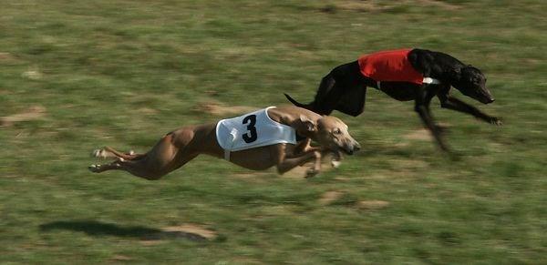 Deze hond kan heel hard rennen.
