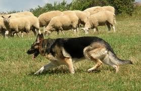 Het dier hielp de herder de kudde schapen bij