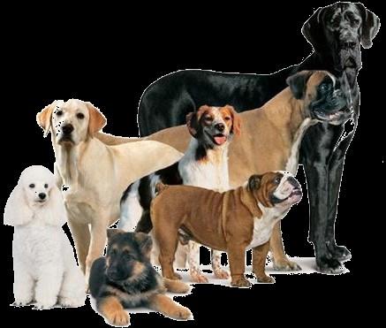 1. Honden Soorten Veel mensen hebben een hond. Er zijn veel soorten honden. Grote en kleine.