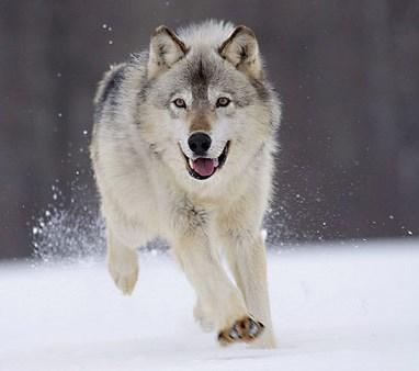 2. Van wolf naar hond Heel lang geleden Al die soorten honden zijn één grote familie.