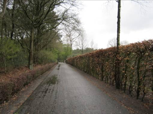 In de dennenaanplant is een plukplaats van een havik of sperwer aangetroffen.