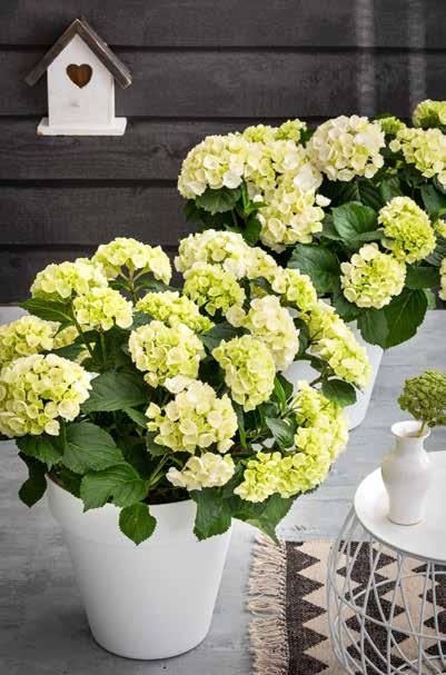 HOERA VOOR DE HORTENSIA DEZE TOPPER MAG NIET ONTBREKEN IN JE