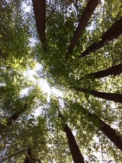 Net als vroeger toen je nog een kind was, als een klein meisje het bos in gaan. Picknicken in het gras en elkaar verhalen vertellen. Bloemenkransjes maken in elkaars haar, lachen, dansen en zingen.