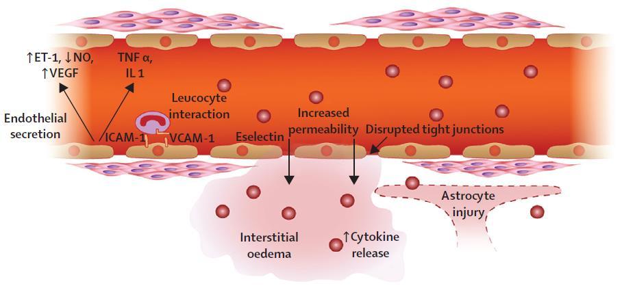 Pathofysiologie Excessieve cytokine release -> aanzetten endotheel tot secretie vaso-actieve stoffen