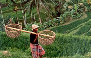 Lees het verhaal: sawa s op de berg. Er zijn steeds meer mensen in Indonesië. Alle mensen willen rijst eten.