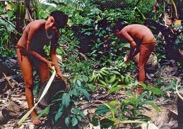 De grond van het regenwoud is niet zo vruchtbaar Een tuin in het regenwoud geeft maar 2 jaar groente. Na 2 jaar zoeken de indianen een nieuwe plek.