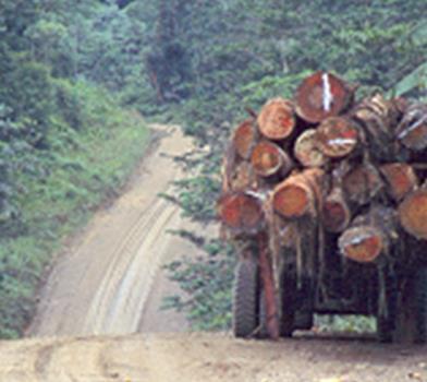 Lees het verhaal: het regenwoud verdwijnt. Zie je de weg op de foto? De weg gaat dwars door het regenwoud. Zie je de vracht-auto? Er liggen dikke boom-stammen op. De mensen hebben al veel bos gekapt.