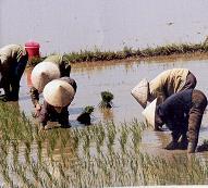 manden op onze rug. We slaan de rijst korrels uit de droge planten.