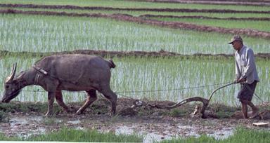 Lees de uitleg over de natte rijstbouw. In de sawa staan de rijstplanten in het water. Dat heet natte rijstbouw. Hoe blijven de sawa s nat?
