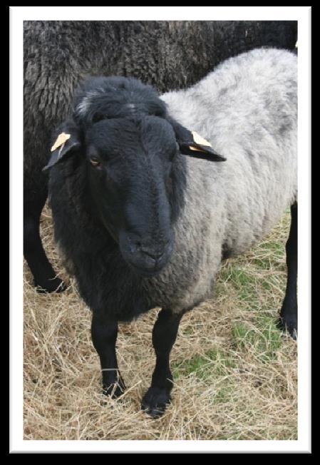 Behoud van lokale schapenrassen Subsidiebedrag 25 euro/schaap Verbintenisaantal: min. 20, max. 500 dieren Voorwaarden Rassen (stamboek!