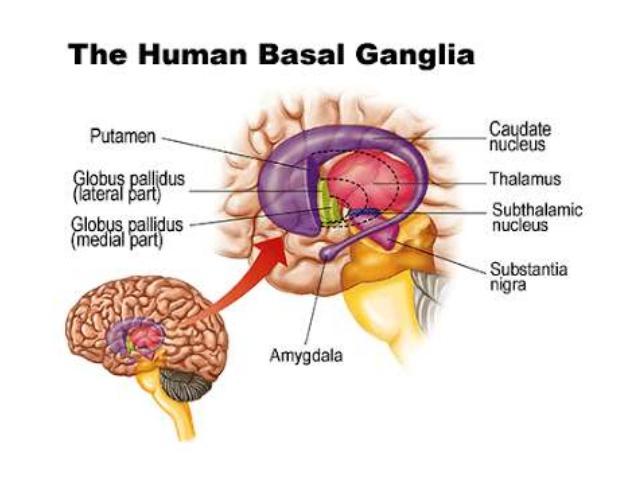 Basale Ganglia Basale ganglia De basale ganglia zijn een belangrijk schakelstation. Het is van belang om nieuwe bewegingen aan te leren of informatie op te slaan.