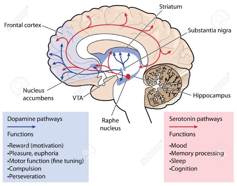 Niet motorische effecten Neuropsychologische effecten De basale ganglia zijn een schakelstation.