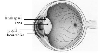 Hoofdstuk 1: Algemene informatie 1.1. De diagnose In het oog bevindt zich, direct achter de pupil en iris, de lens (zie figuur 1). De lens is helder en zorgt dat u scherp kunt zien.