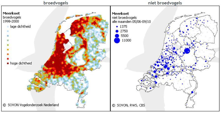 aantallen meerkoeten uit Noord- en Noordoost-Europa naar West-Europa.