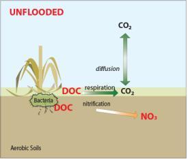Verhoging van bodem-os kan direct of indirect leiden tot méér emissie van