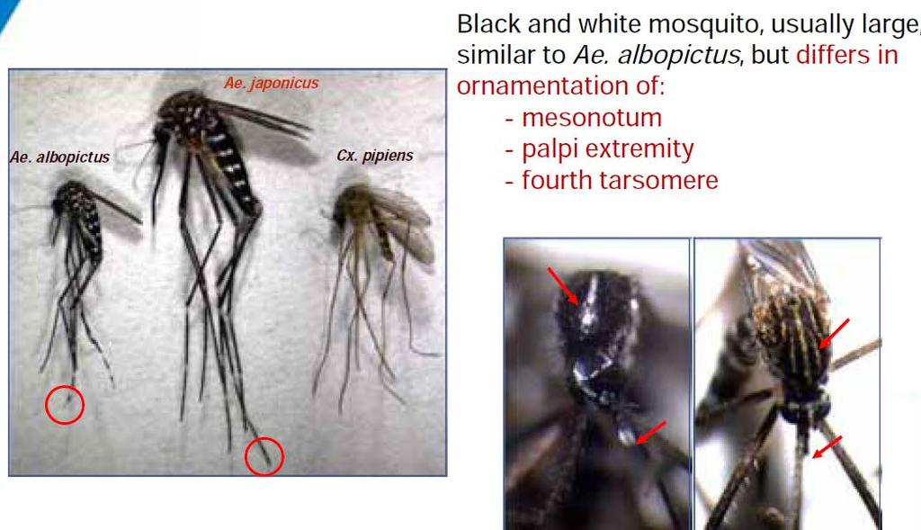 Geen gevestigde populatie Aedes aegypti in Nederland Geen gevestigde populatie Aedes albopictus in Nederland Er is Ae.