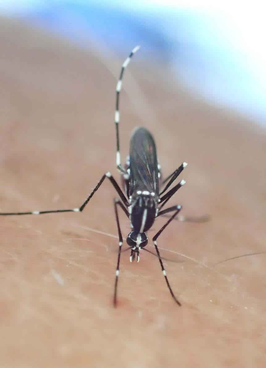 De NVWA & exotische muggen Beleid vastgelegd in WPG en warenwet