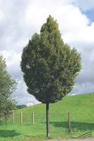 een geschikte en duurzame boom met weinig