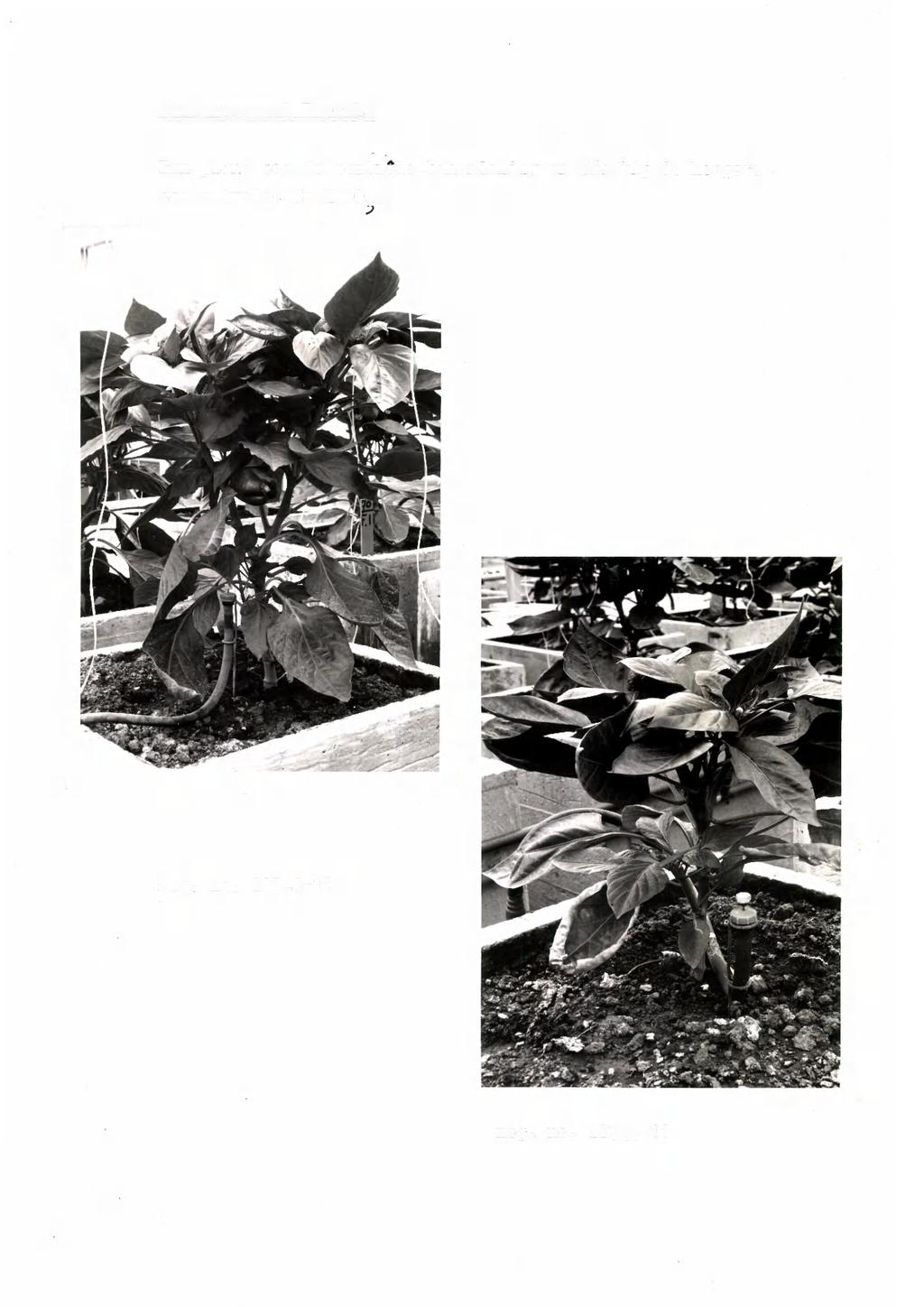 Fotomateriaal Paprika Eén plant van de controle-behandeling en