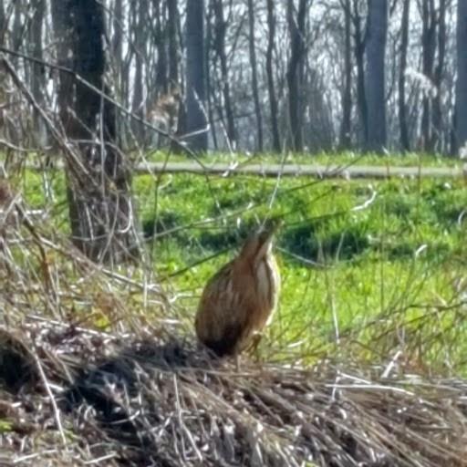 Natuur op ons terrein Vanmorgen ontving ik van Cor van Dijk een foto die me heel gelukkig maakte. Hij heeft op ons terrein een roerdomp gespot en gefotografeerd.