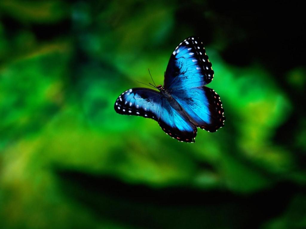 365 dagen bewust ondernemen Het proces van rups naar vlinder mag tijd kosten. Je kunt loslaten waarmee je vanuit oude gewoontes bezig was of waar je hart niet echt lag.
