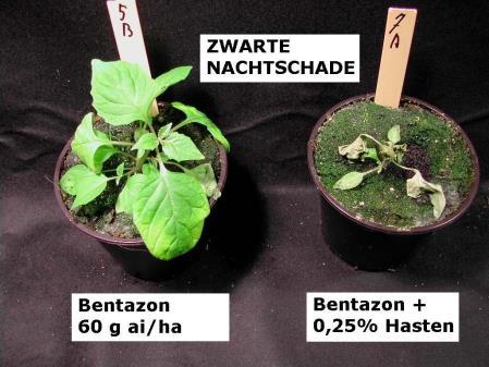 Het vers gewicht van melganzevoet was meer dan 2x zo laag en het vers gewicht van zwarte nachtschade was ruim 4x zo laag (Figuur 5).