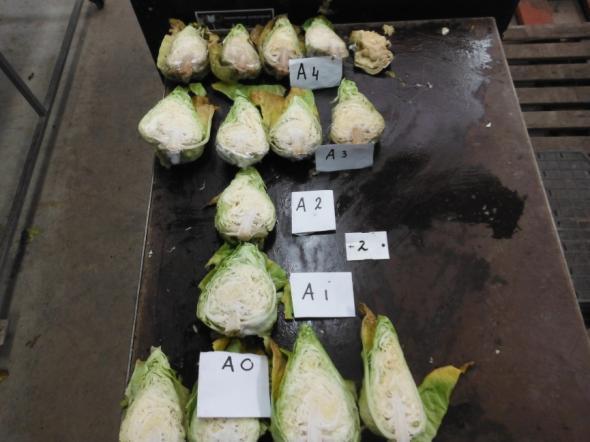 Foto 9: Phytophthora aantasting verdeeld in