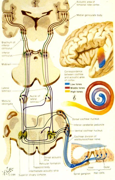 neuropathy