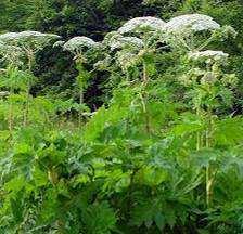 3. GROTE OF REUZENBEREKLAUW (Heracleum mantegazzianum) Metershoge bloeiende Reuzenbereklauwen Gevaar!