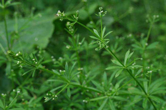 10. KLEEFKRUID (GALIUM APARINE) Kleefkruid met witte bloempjes Stengels van Kleefkruid met rondom geplaatste smalle blaadjes Geen dramatisch onkruid, maar kan wel lastig zijn.