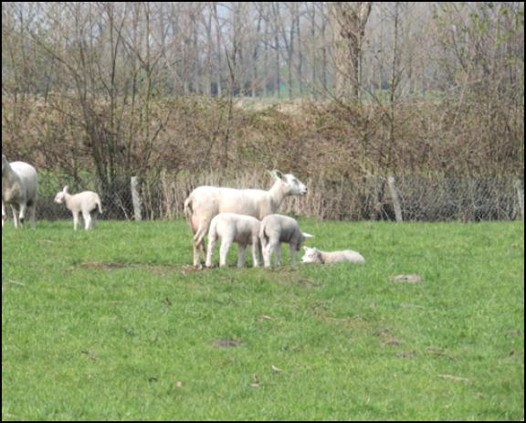 nectarplanten voor bijen.