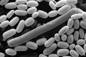 Diarreebacterie slaat toe door antibioticagebruik Veel gezonde mensen dragen de darmbacterie Clostridium difficile bij zich zonder er last van te hebben.