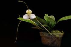 minder water Phalaenopsis Liodoro* Herkomst: hybride Bloem: 1-1,5 