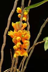 soort Dendrobium linguella* Bloem: 2 cm