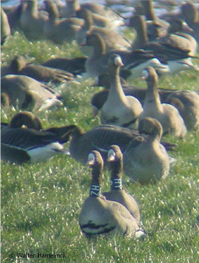 Voorbeeld van koppel Kolganzen PHZ black ringing location: Lith, Gortenweg,NBR,NL ringing date: 20.12.2003 coordinate. (north): 5,38141 coordinate (east): 51,77407 sex: female age: adult 29.12.2003 De Donk, Alblasserwaard ZH NL 22.