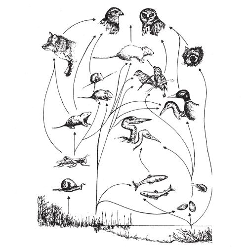 Ecologie voedselweb van zoetwater Inleiding: In een voedselweb worden de relaties tussen organismen duidelijk.