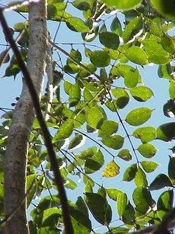 Boswellia - Gom van een aziatische boom - Effect: - Werkt