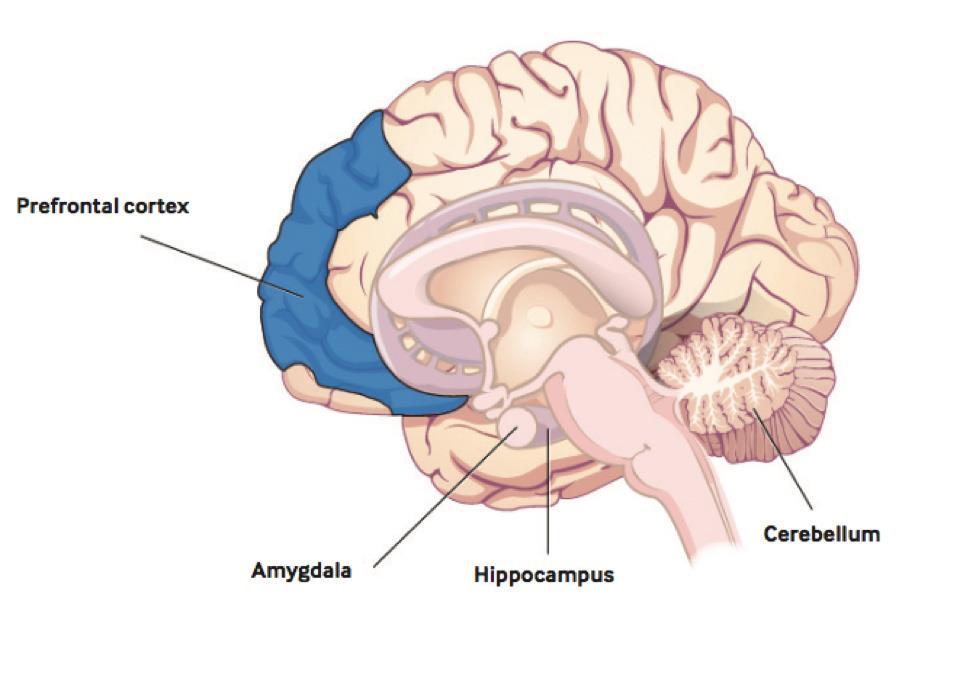 Ons brein en stress Prefrontale Cortex Executieve functies Doelgericht handelen Limbisch Systeem Hoofdkwartier van onze emoties en de meldkamer voor signalen Spiraal van