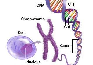 Merkertechnologie & Genomics Wij werken aan het toepassen van diverse DNA technieken.