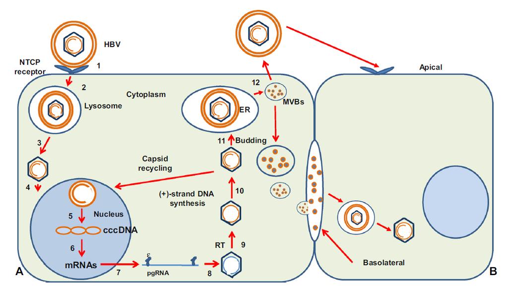 Replicatie cyclus van HBV