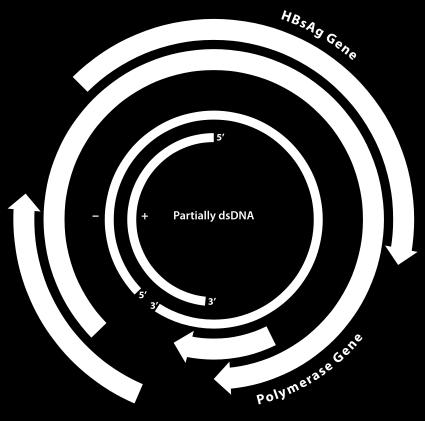 HBV genoom Partieel dubelstrengs, relaxed circular DNA (rcdna) 3.