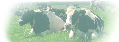 Beweiding Weidegang wordt vaak gezien als meer werk vanwege het ophalen van de koeien.